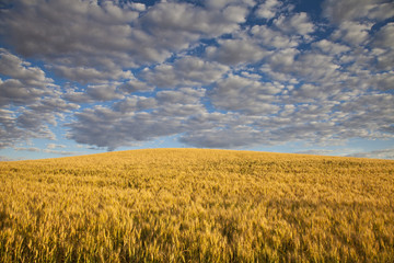 Cumulous clouds passing by a wheat field in Eastern, Washington