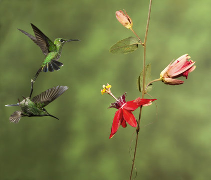Two Green Brilliant Hummingbirds getting ready to feed on flowers in Costa Rica
