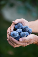 Senior man picking plums in an orchard, selective focus