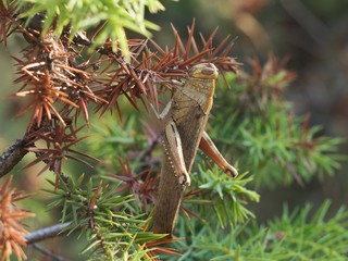 Big brown grasshopper on the thorned bush in mediterranean nature