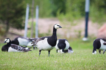Birds branta in park in Finland