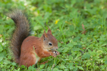 Naklejka na ściany i meble squirrel eating while sitting on the grass