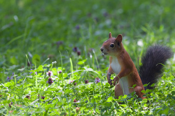 Young squirrel looks for food