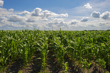 Fototapeta na wymiar Corn growing on a sunny field in summer