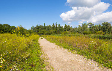 Fototapeta na wymiar Footpath through a field with flowers in summer