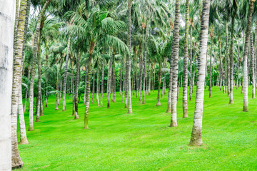 Obraz premium Garten voller Palmen