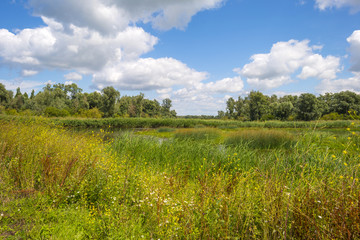 Wild flowers along the shore of a lake in summer