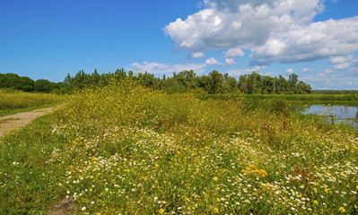 Wild flowers along the shore of a lake in summer