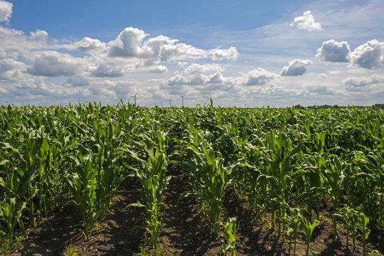 Corn growing on a sunny field in summer