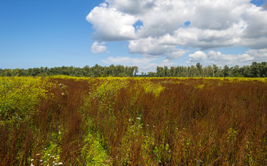 Naklejka premium Wild flowers along the shore of a lake in summer