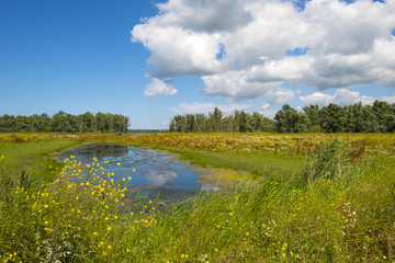 Wild flowers along the shore of a lake in summer