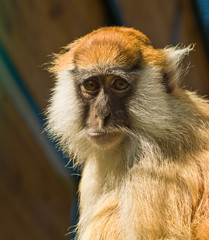 Funny Macaque monkey