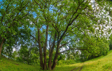 Russian landscape green oak forest old branches broad nature pho