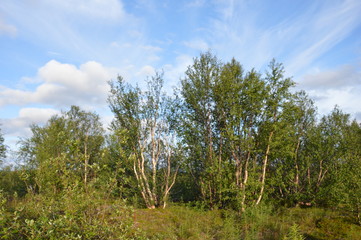 Наш суровый Север