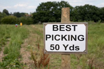 Sign Indicating Best Picking Place - Children in Distance Picking Strawberries