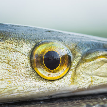 Gar fish eye