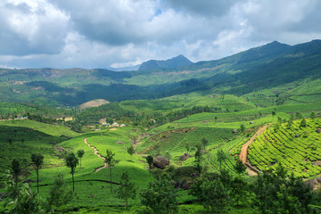 Tea Plantations in Munnar,Kerala,India