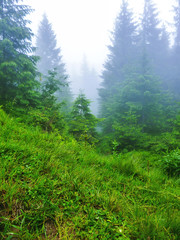 Carpathian Mountains. Forest in the mist