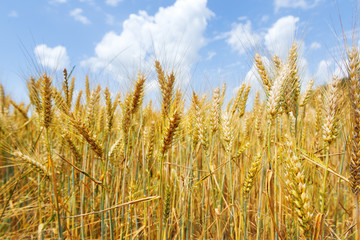Ripe wheat