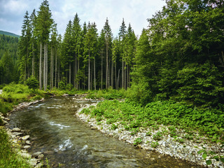 Nice scene with mountain river Prut in green Carpathian forest