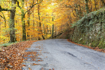 Road with colored trees in autumn season
