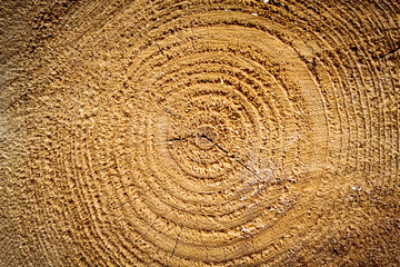 Cut the tree ring texture