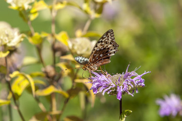 Butterfly on a flower.