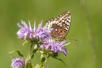 Close up of skipper butterfly.