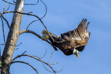 Eagles takes off from branch.
