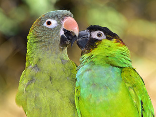 Two Loving Conures