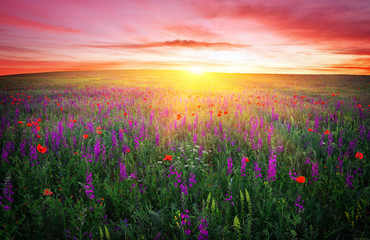 Fototapeta na wymiar Field with grass, violet flowers and red poppies against the sun