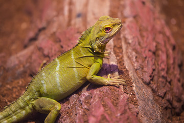 live wild reptiles lizards shot close-up in nature