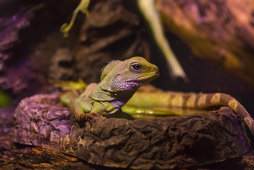 live wild reptiles lizards shot close-up in nature