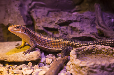 live wild reptiles lizards shot close-up in nature