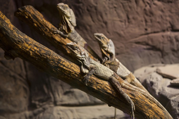 live wild reptiles lizards shot close-up in nature