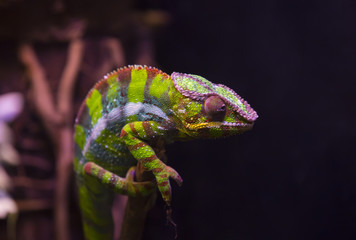 live wild reptiles lizards shot close-up in nature