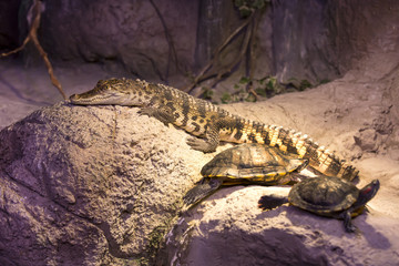 small alligator crocodile reptile resting in nature