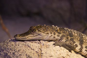 small alligator crocodile reptile resting in nature