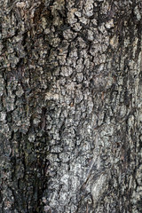 Wood Bark