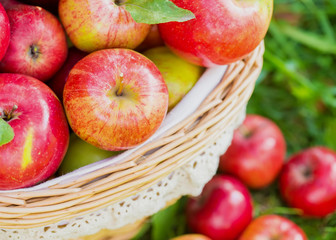 Organic apples in basket in summer grass. Fresh apples in nature