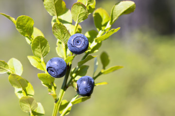 Natural wild huckleberries branch in forest
