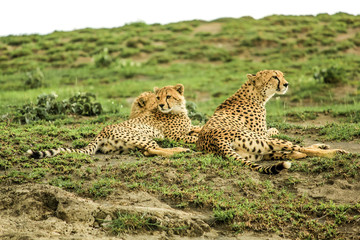 Young cheetahs 