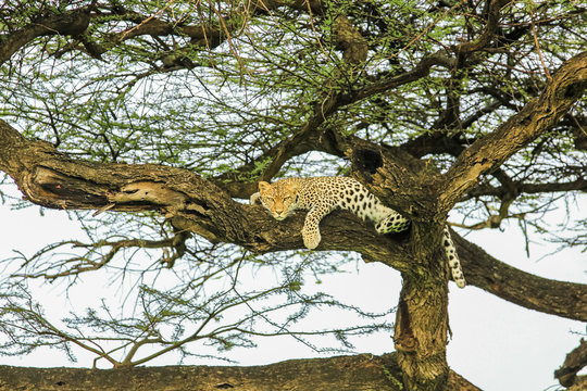 Leopard sleping 