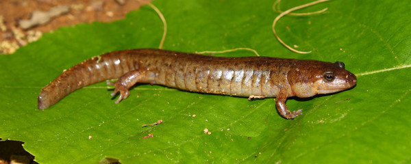 Dusky Salamander (Desmognathus conanti)