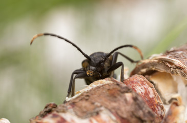 Leptura quadrifasciata on birch wood