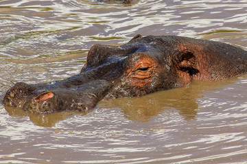 Hippopotamus in river