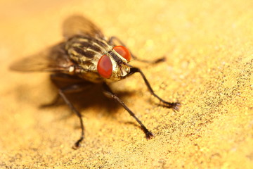 Small insect