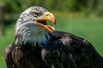 the piercing eye of the eagle