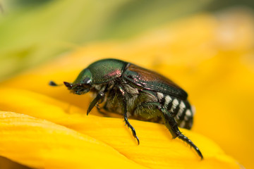 Japanese beetle (Popillia japonica) on the petals of a sunflower.