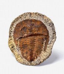 Cambrian Period Trilobite.